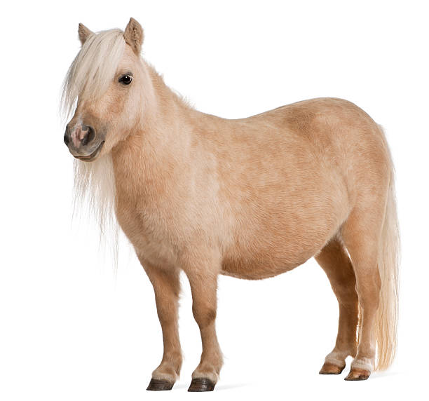 Palomino Shetland pony with long hair in it's face Palomino Shetland pony, Equus caballus, 3 years old, standing in front of white background pony photos stock pictures, royalty-free photos & images