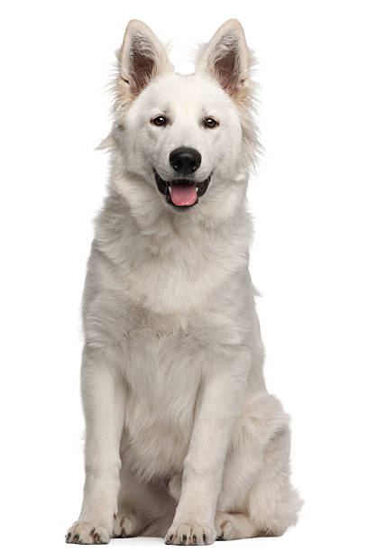 istock Berger Blanc Suisse puppy, 6 months old, sitting, white background. 119716896
