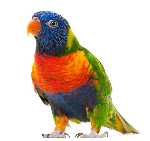 Rainbow Lorikeet, Trichoglossus haematodus, 3 years old, standing, white background.  parakeet photos stock pictures, royalty-free photos & images