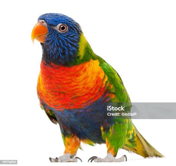 Rainbow Lorikeet Trichoglossus Haematodus 3 Years Old Standing White Background Stock Photo - Download Image Now