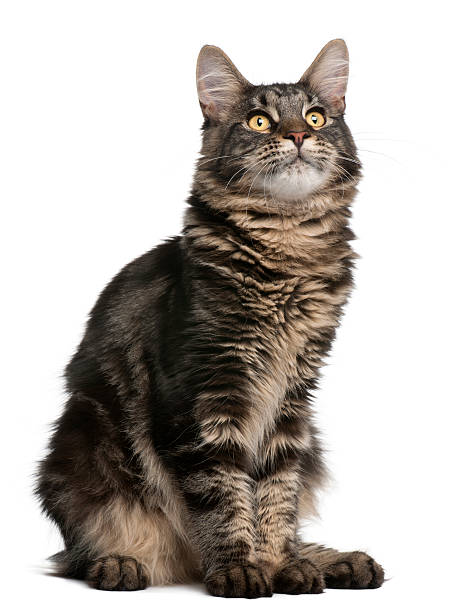 istock Maine Coon cat, 6 months old, sitting, and looking up. 119716903