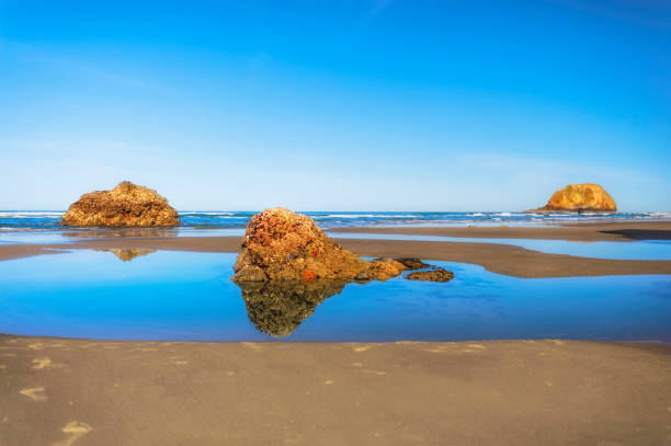 Intertidal rocks are exposed at low tide surrounded by sea water on the Oregon Coast.