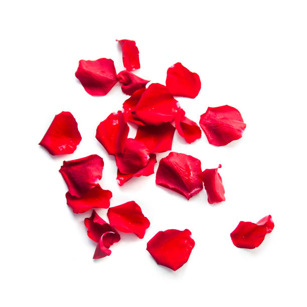istock Group of red rose petals isolated on white background 1197169125