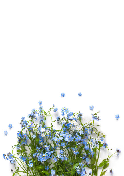 istock White background with forget me not flowers 1197169215