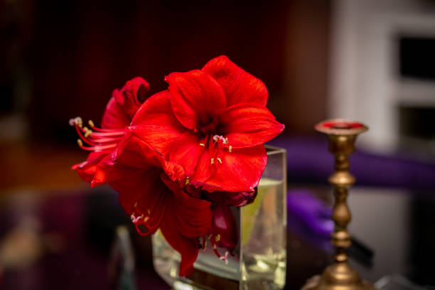 DSLR full frame image of a amaryllis species in front of the yellow background in Germany