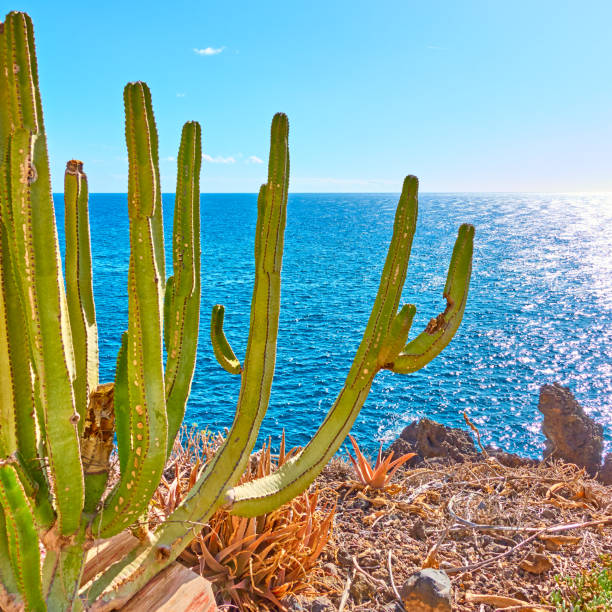 istock The Canary Island spurge 1197169382