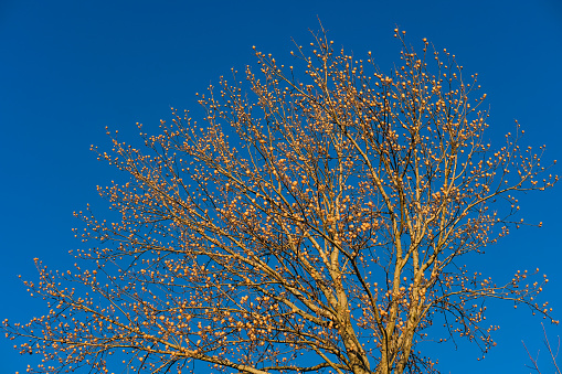 View of large tree  with yellow flower-shaped buds against blue sky background; winter in Missouri