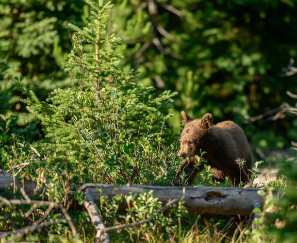 istock Black Bear Cub Follows Behind Mother 1197170505