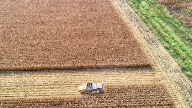 istock Aerial view of corn field during harvest 1197170840