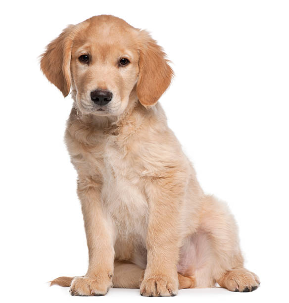 golden retriever cachorro, 2 meses de edad, sentado, fondo blanco - golden retriever fotografías e imágenes de stock