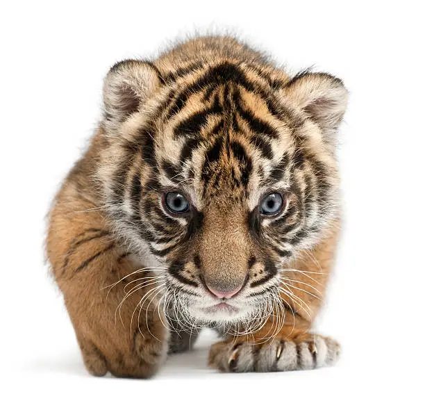 Photo of Sumatran Tiger cub, Panthera tigris sumatrae, 3 weeks, white background