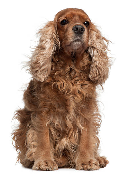 istock English Cocker Spaniel with windblown hair, sitting, white background. 119717133
