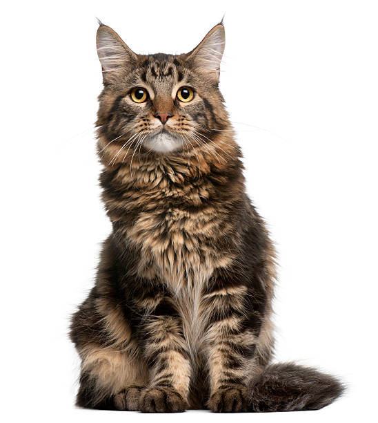 istock Maine Coon cat, 6 months old, sitting, white background. 119717135