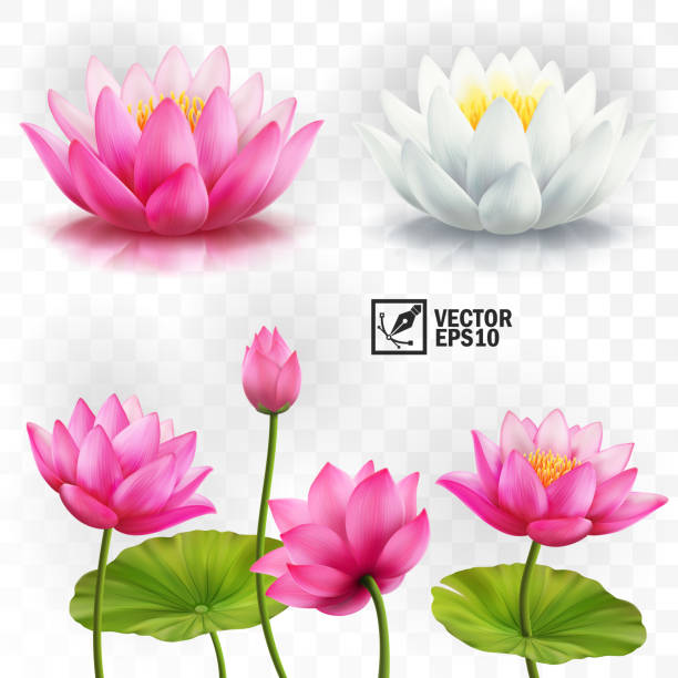 3d realistic vector set of white and pink lotus flowers, stems and leaves for advertising and invitations 3d realistic vector set of white and pink lotus flowers, stems and leaves for advertising and invitations lotus water lily illustrations stock illustrations