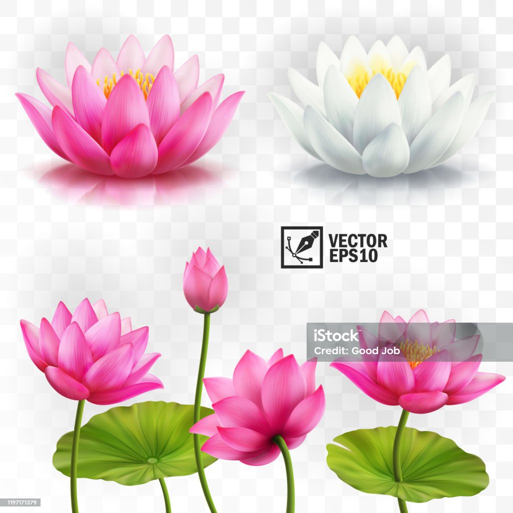 Bộ Vector Thực Tế 3d Của Hoa Sen Trắng Và Hồng Thân Và Lá Để Quảng ...
