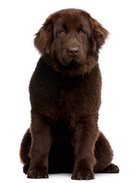 A charming curly-haired dog rests on the ground, exuding calmness and warmth amid a clean, minimal background. This image embodies serenity, companionship, and the joy of having pets.