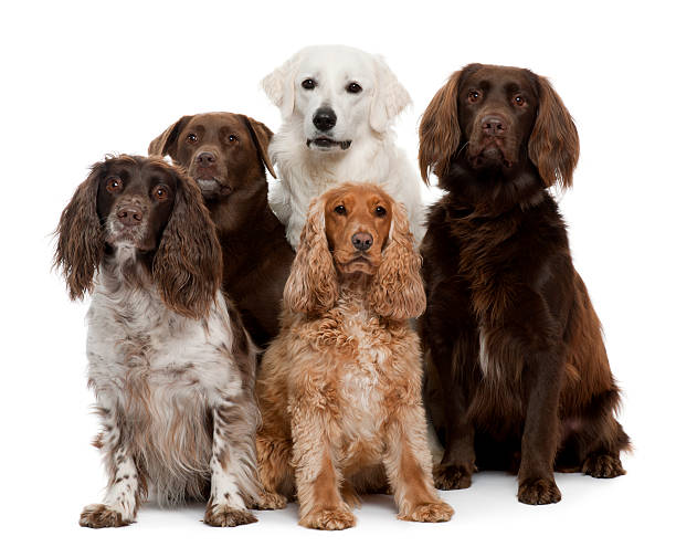 istock Group of five dogs, including Labrador retriever 119717143