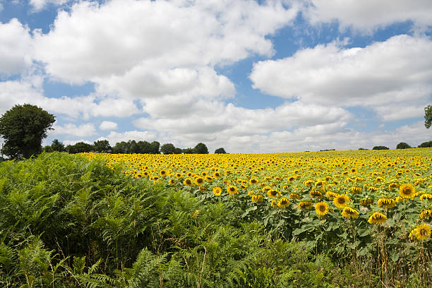 sunflower landscape stock photo