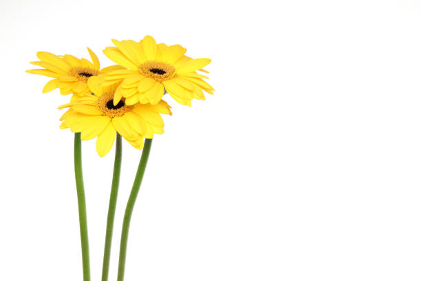 istock transvaal daisies in a white background 1197172815