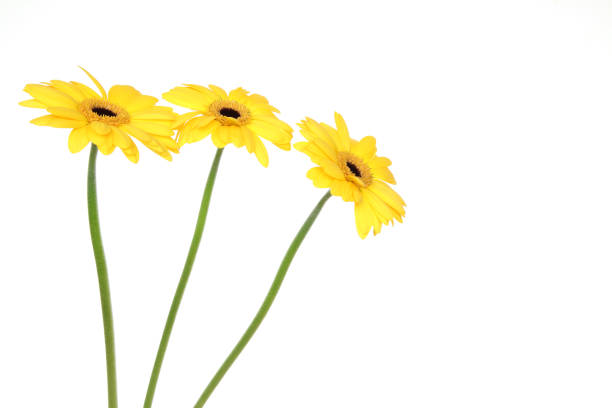 istock transvaal daisies in a white background 1197172820