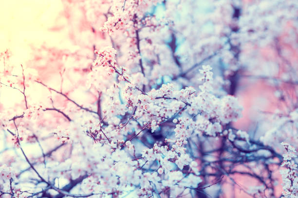 White and pink cherry blossoms bloom during the change of seasons