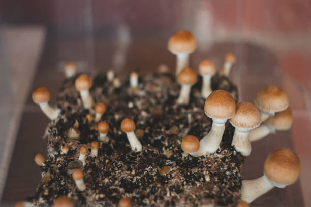 Magic Mushrooms. Psilocybin Cubensis. Home mushroom cultivation Magic Mushrooms. Psilocybin Cubensis. Home mushroom cultivation growing mycology photos stock pictures, royalty-free photos & images