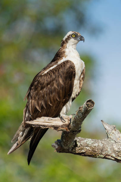istock Majestic Osprey on tree branch 1197173001