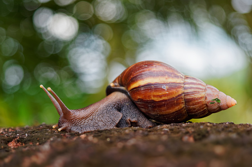 Brown garden snail on white background