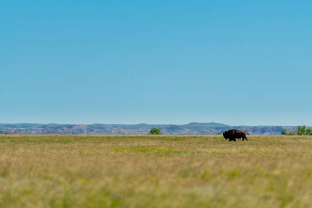 Large Bison Walks Across Prarie Large Bison Walks Across Prairie in summer north dakota stock pictures, royalty-free photos & images