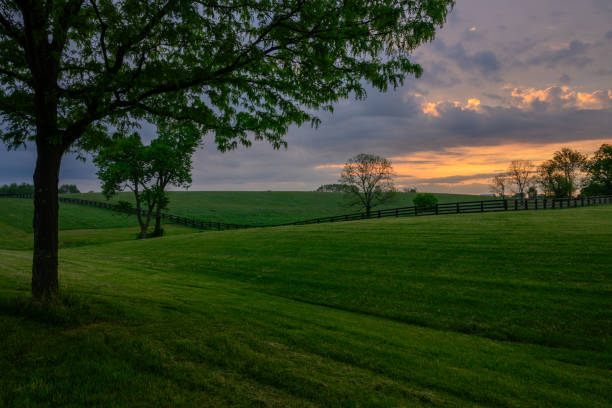 Large Tree Stands Above Horse Pasture at sunrise