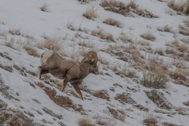istock Rocky Mountain Bighorn Sheep Ram in Winter 1197176614