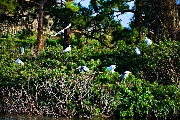 istock Many Birds Rest in the Woods 1197176827