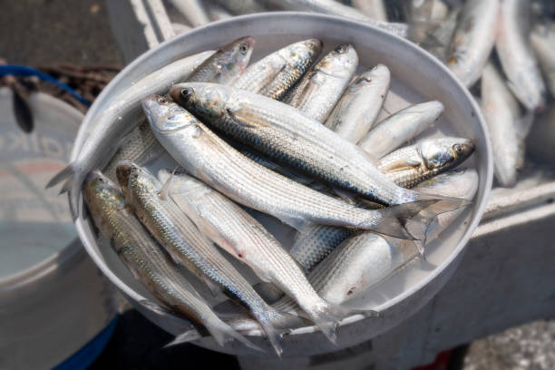 istock Just catched fresh fishes. 1197176831