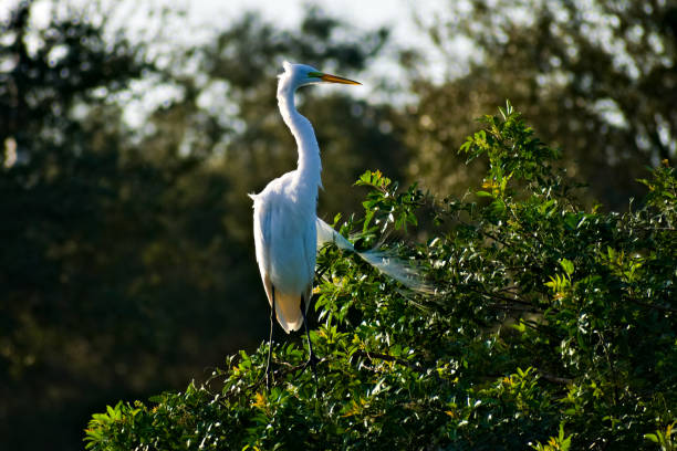istock A Great Egret in the Woodland 1197176902