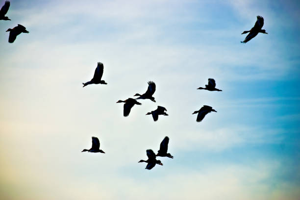 istock A Flock of Birds Fly in the Sky 1197177054