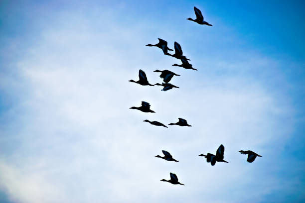 istock A Flock of Birds Fly in the Sky 1197177833