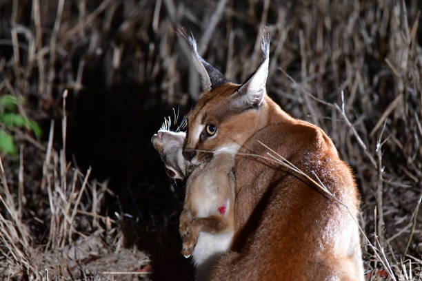 Karakal with loot A caracal with its prey caracal stock pictures, royalty-free photos & images