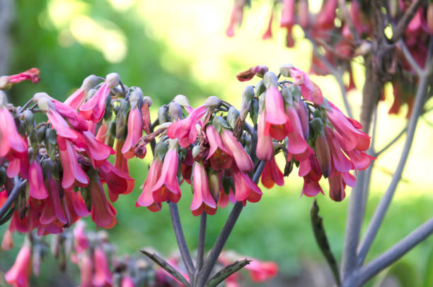 istock Kalanchoe daigremontiana 1197178020