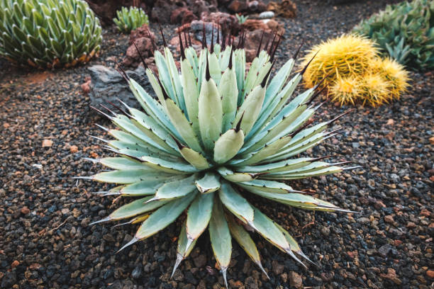 istock agave macroacantha cactus in garden with variuos cacti plants 1197178062