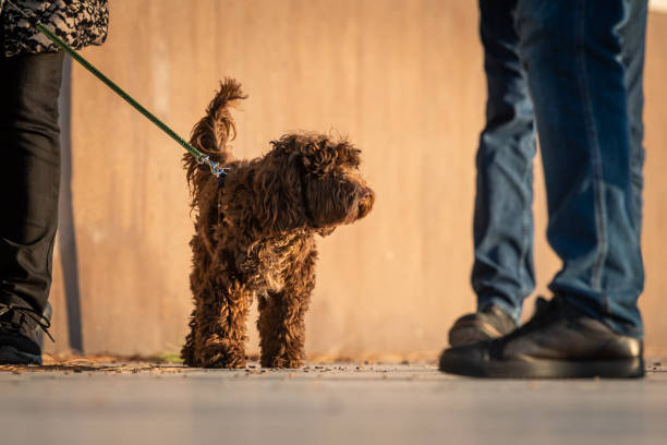 istock A small cute brown dog 1197178181