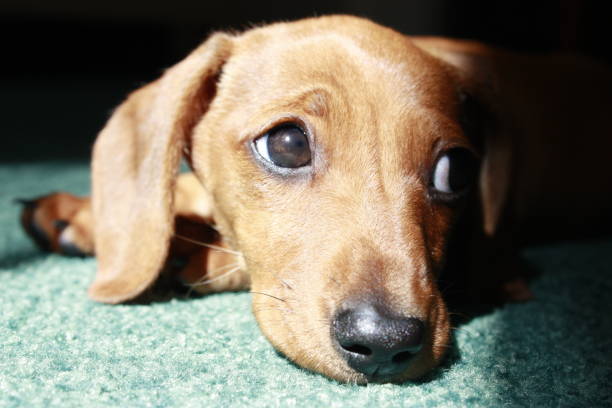 istock Miniature Dachshund Resting 1197179602
