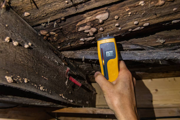 Indoor damp & air quality (IAQ) testing. A closeup view of a digital moisture detector showing damp in rotting timber floor planks and beams, showing 17.5 percent with visible lignicolous fungi. 3381 stock pictures, royalty-free photos & images