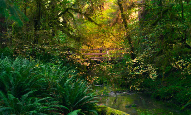 istock A sunlit bridge tucked in a green forest 1197179981