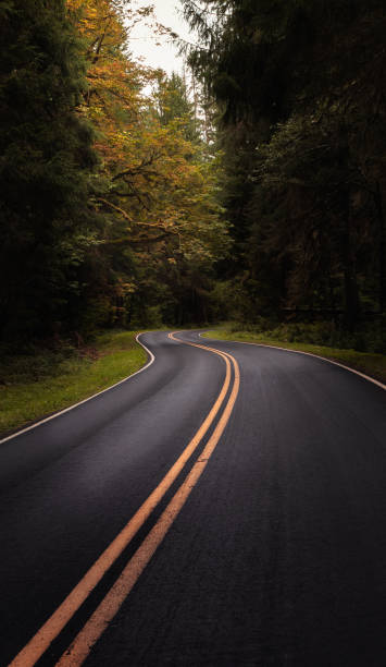 gepflasterte straße, die durch den wald führt - day washington state vertical outdoors stock-fotos und bilder