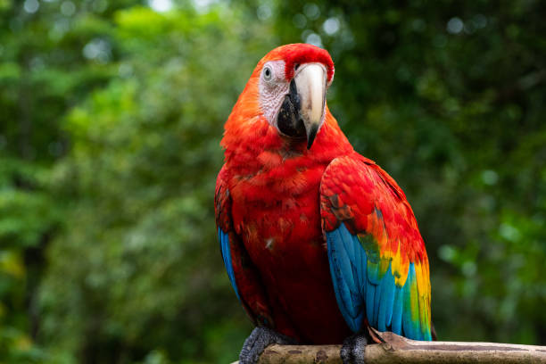 Amazon rainforest parrot - macaw This is a parrot locally called “guacamayo”. It is from the amazon rainforest. peruvian amazon photos stock pictures, royalty-free photos & images