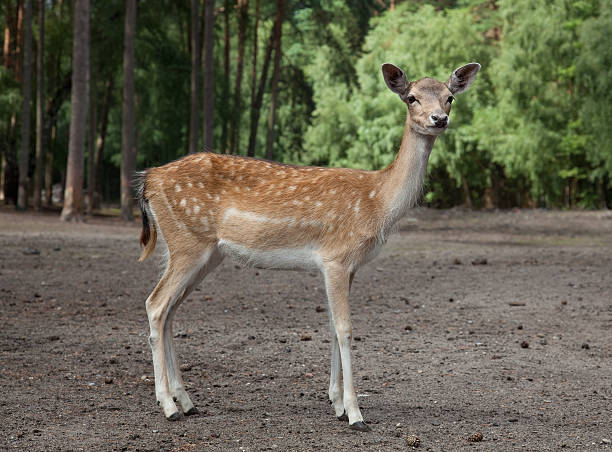 istock cute young deer in the forest 119718425