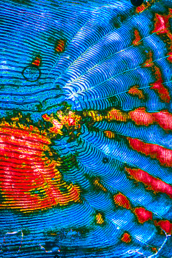 Abstract Micro Pattern Abstract Micrograph Of Patterns In A Scale From A Grouper Stock Photo ...