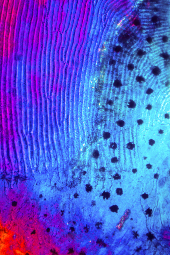 Abstract Micro Pattern Abstract Micrograph Of Patterns In A Scale From A Bass Stock Photo ...