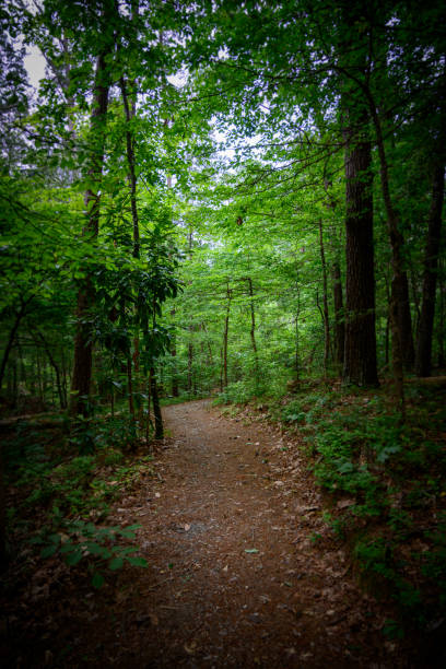 istock Trail Coming out of Dark Forest 1197185442
