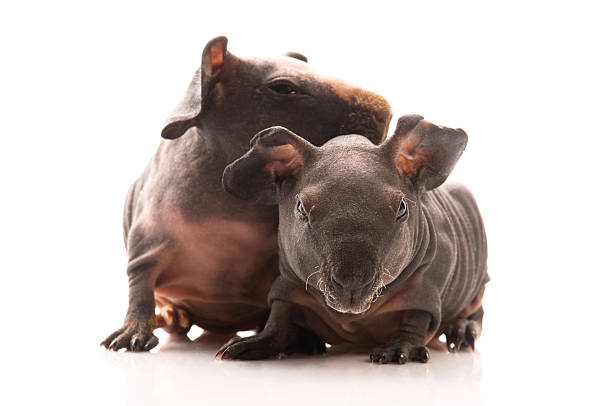 Skinny Guinea Pigs Baby Stock Photo - Download Image Now - Animal, Animal Body Part, Animal Hair - iStock Skinny Guinea Pigs Baby Stock Photo - Download Image Now - Animal, Animal Body Part, Animal Hair - iStock